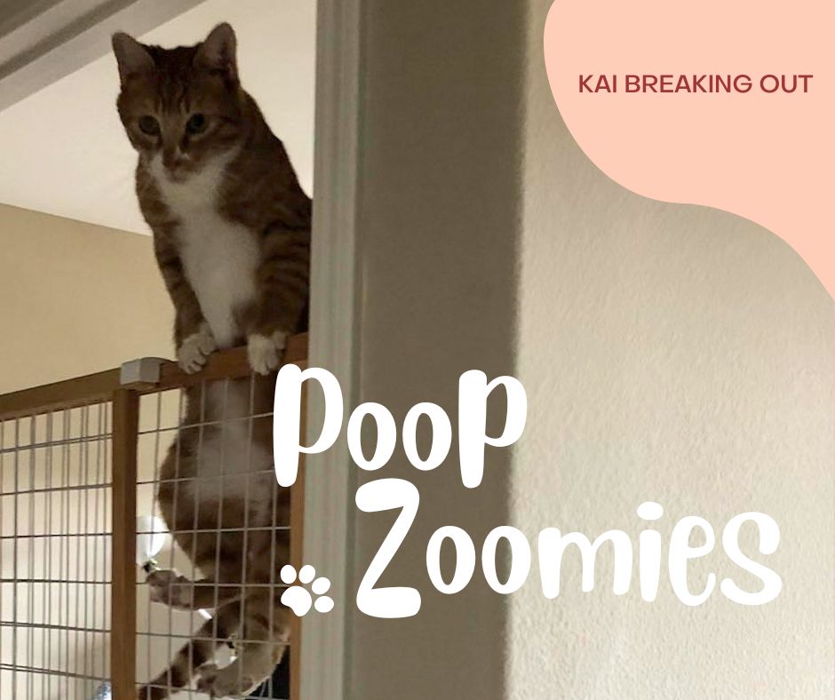 Orange tabby cat running frantically demonstrating post-poop zoomie behavior