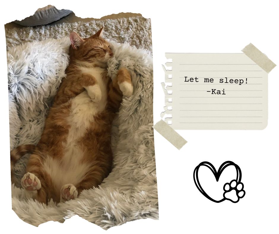 Sleeping orange cat resting peacefully after active play and zoomies