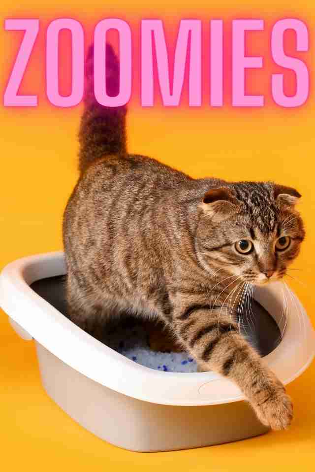 Why Do Cats Get Zoomies After Pooping? Science & Solutions