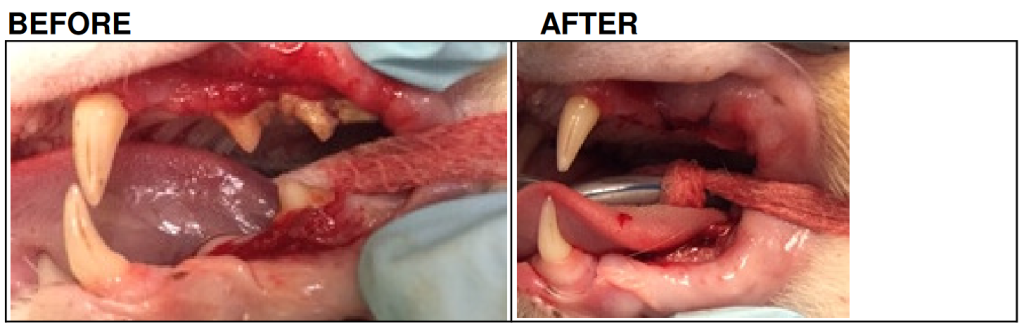 Before and after surgery to remove Kai's teeth due to his 